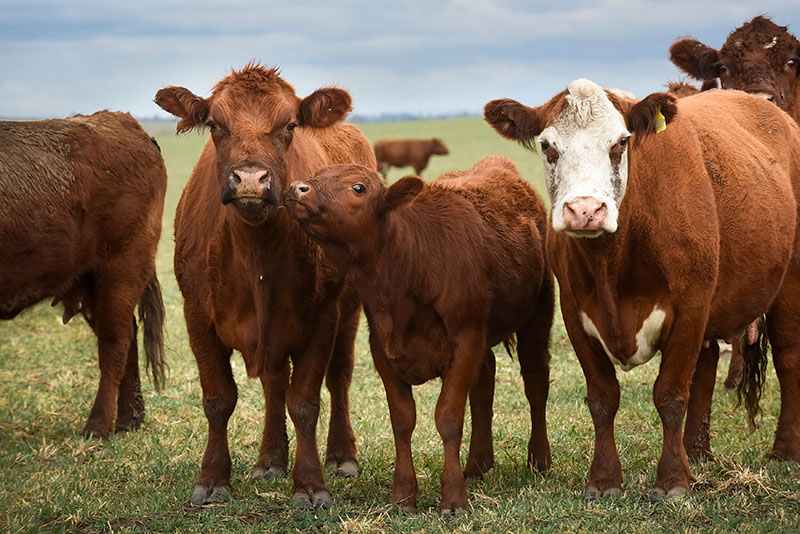 Vente aliments pour animaux Sartène