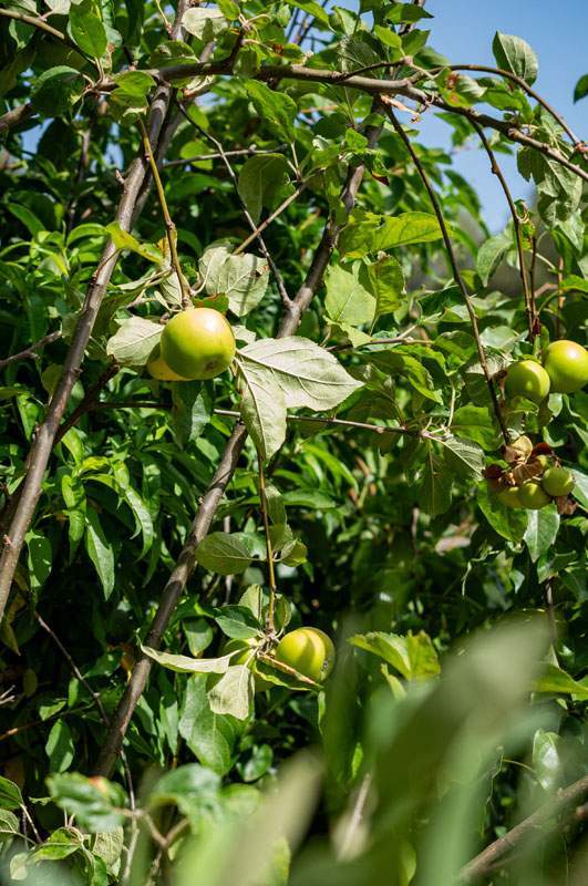 Vente de d'arbres fruités Corse