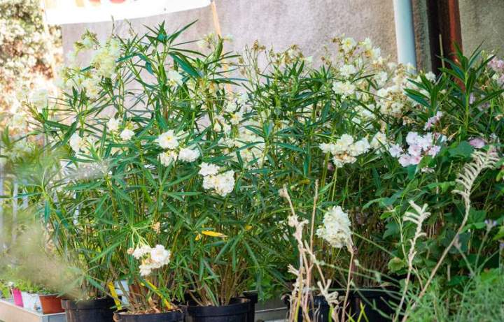 Vente de différentes fleurs Corse