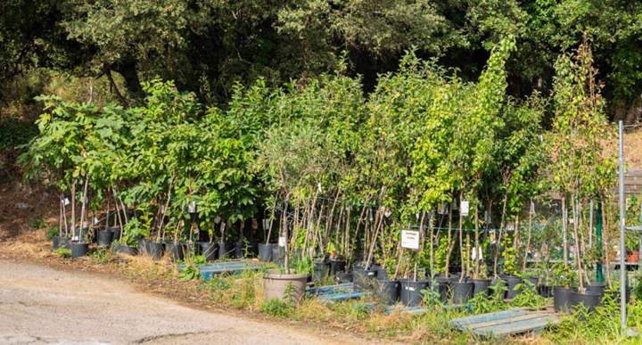 Vente d'arbuste pour aménagement de jardin Corse