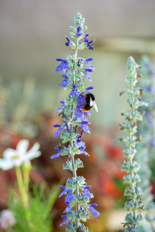 Vente de diverses plantes Corse